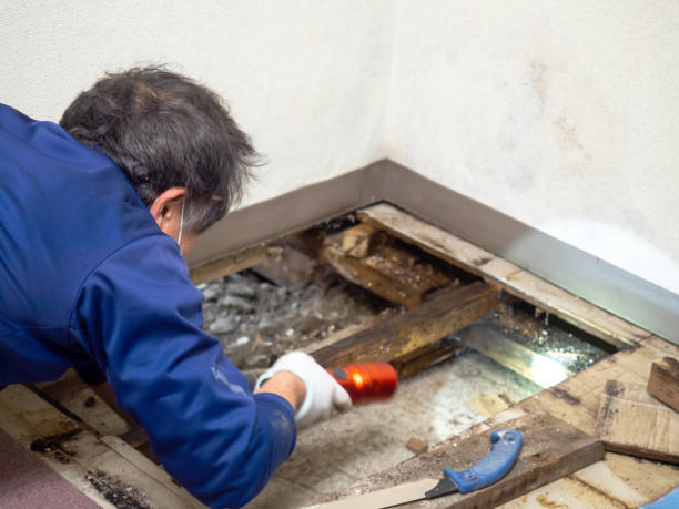 Best Mold Remediation Services  in Bowling Green, FL