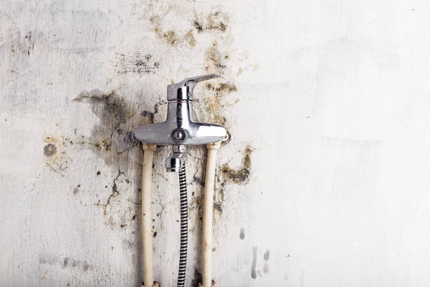 Best Mold Damage Repair  in Bowling Green, FL