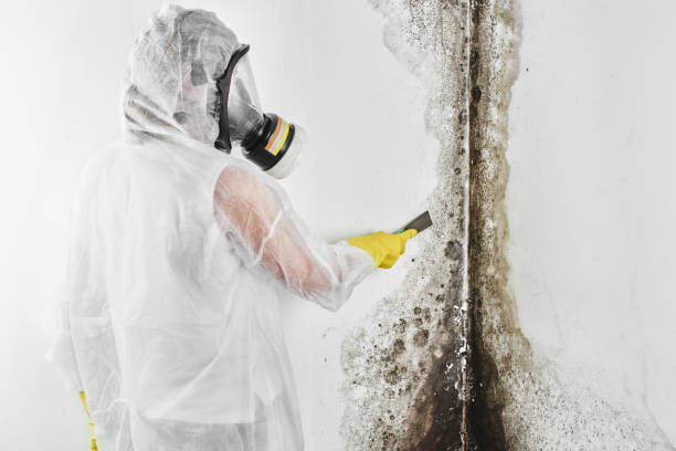Mold Removal and Inspection in Bowling Green, FL