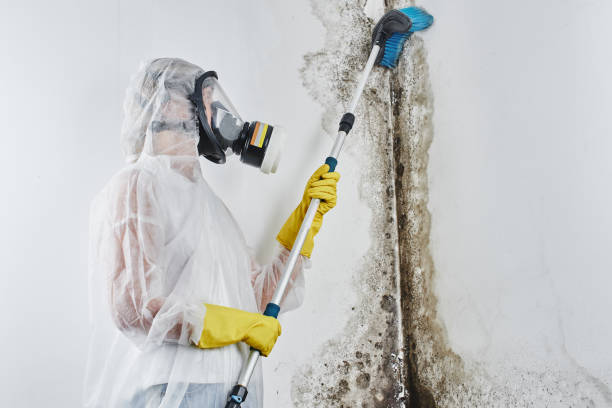 Best Emergency Mold Removal  in Bowling Green, FL