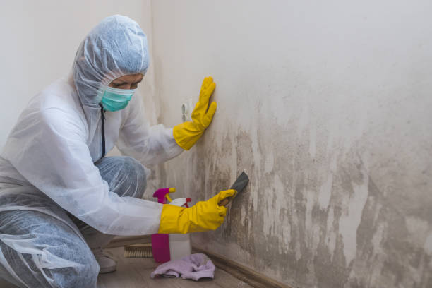 Attic Mold Removal in Bowling Green, FL