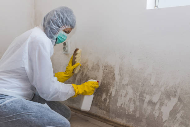 Best Toxic Mold Removal  in Bowling Green, FL
