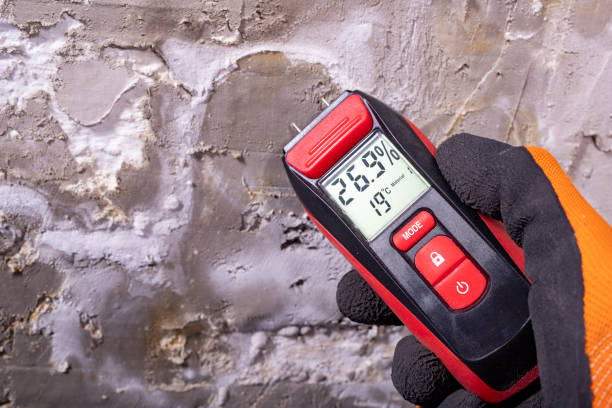 Best Mold Removal Near Me  in Bowling Green, FL