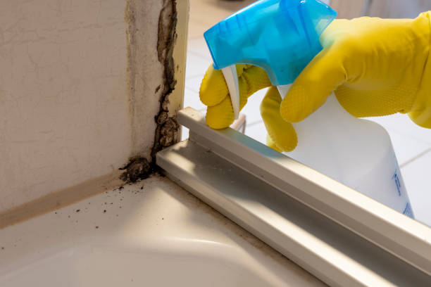 Best Affordable Mold Removal  in Bowling Green, FL