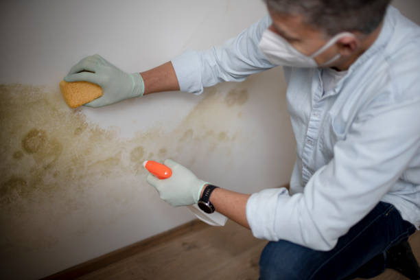 Best Professional Mold Removal  in Bowling Green, FL