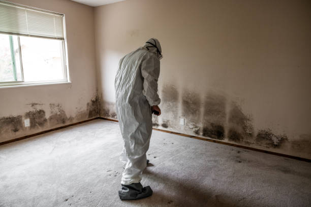 Best Black Mold Removal  in Bowling Green, FL