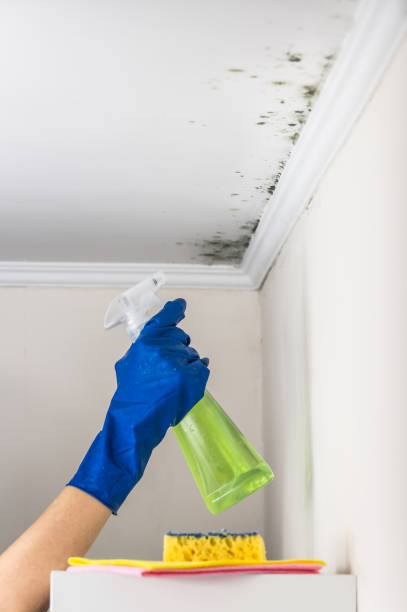 Best Residential Mold Removal  in Bowling Green, FL